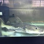 ماهیان هیبرید – کت فیش ها (Hybrid Catfish)
