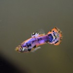 ماهیان هیبرید آکواریومی – زنده زا ها (Hybrid Aquarium Fish – Livebreeders)