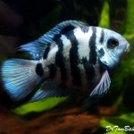 ماهیان هیبرید – سیچلاید های آمریکایی (Hybrid American Cichlid)