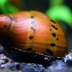 حلزون توت فرنگی (Tracked Nerite Snail)