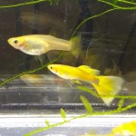 گوپی گلد – طلائی (Golden Guppy)