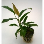 آنوبیاس مینی ما واریه گاتوس (Anubias Minima Variegated)