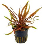 کریپتون آلبیدا قهوه ای (Cryptocoryne Albida Brown)