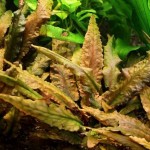 کریپتون ونتی قهوه ای (Cryptocoryne Wendtii Brown)