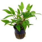 کریپتون ونتی سبز (Cryptocoryne Wendtii green)