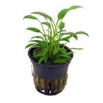 کریپتون ویلیسی (Cryptocoryne Willisii)