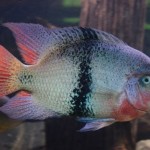 سیچلاید کمربند مشکی (Maculicauda Vieja Cichlid)