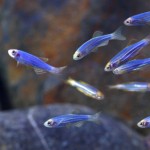 زبرا دانیو آبی (Cosmic Blue Zebra Danio)