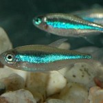تترا نئون سبز (Green Neon Tetra)