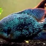 سیچلاید ویجا زوناتوس (Zonatus Vieja Chichlid)