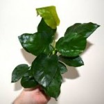 آنوبیاس بارتری وار بارتری (Anubias Barteri Var Barteri)