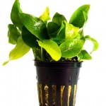 آنوبیاس طلائی (Anubias Golden Nana)