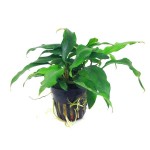 آنوبیاس مینی ما (Anubias Minima)