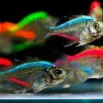 تترا کالر ویدو (color widow tetra)