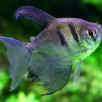 تترا بلک ویدو ( Black Widow Tetra )