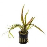 کریپتون رترسپیراریس (Cryptocoryne Retrospiralis)