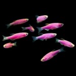 زبرا دانیو قرمز یا بنفش (Red or Purple Zebra Danio)