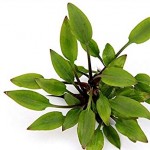 کریپتون لوته آ (Cryptocoryne Lutea)
