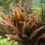 کریپتون میویا (Cryptocoryne Mi Oya)