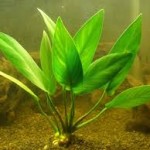 آنوبیاس هاستی فولیا (Anubias Hastifolia)