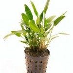 کریپتون نویلی (Cryptocoryne Nevellii)