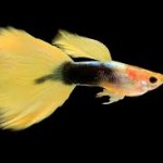 گوپی زرد تاکسیدو (Yellow Tuxedo Guppy)