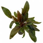 کریپتون استوایی (Cryptocoryne Tropica)