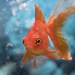 تکثیر گلدفیش (Gold Fish Breeding)