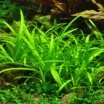 گیاه ساجیتریا (Sagittaria Subulata)