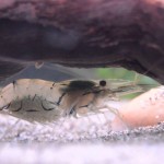 میگو ویسکر هندی (Indian Whisker Shrimp)