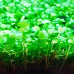 گیاه مارسیلیا مینوتا (Marsilea Minuta)