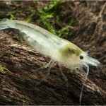 میگو گلوله برفی (Snowball Shrimp)