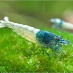 میگو بلو بولت ( Blue Bolt Shrimp )