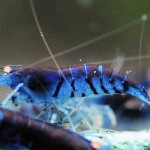 میگو بلو تایگر (Blue Tiger Shrimp)