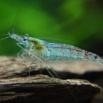 میگو آبی مرواریدی (Blue Pearl Shrimp)