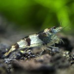 میگو زنبوری (Bee Shrimp )