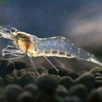 میگو گوست (Ghost Shrimp)
