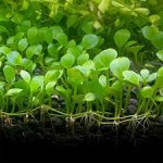 چمن مارش ( Marsilea Hirsuta )