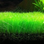 چمن مویی کوتوله ( Dwarf HairGrass )