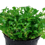 گیاه گلاسو استیگما (Glossostigma Elatinoides)