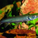 پایک نقره ای (Silver Pike Characin)