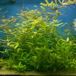 گیاه هگروفیلا پلیسپرما (Hygrophila Polysperma)
