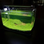 چمن آکواریوم (Aquarium Grass)
