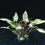 کریپتون والکری (Cryptocoryne Walkeri)
