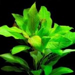 گیاه برگ سیبی – هگروفیلا کریمبوسا (Hygrophila Corymbosa)