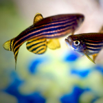 تکثیر زبرا دانیو ( Zebra Danio Breeding )