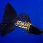 گوپی دم سیاه متال (Metal Snake Skin Black Tail Guppy)