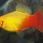 پلاتی غروب آفتاب (Sunset Platy)