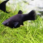 مولی سیاه (Black Molly)