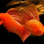 مولی قرمز بادبان باله ( Red Sunset Sailfin Molly )
